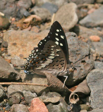 Imagem de Charaxes solon sulphureus Rothschild 1900