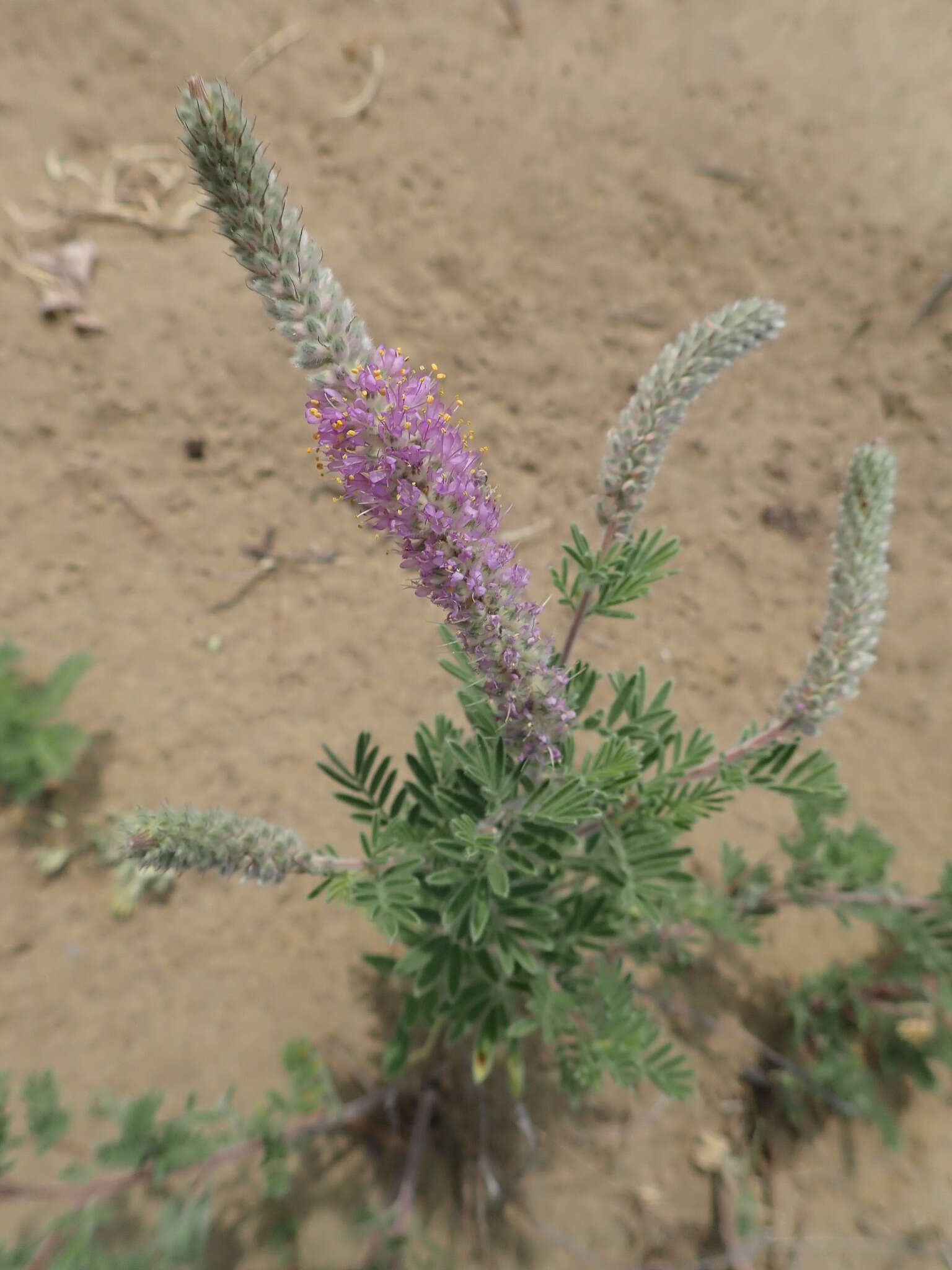 Image of silky prairie clover