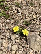 Image de Potentilla matsumurae Th. Wolf