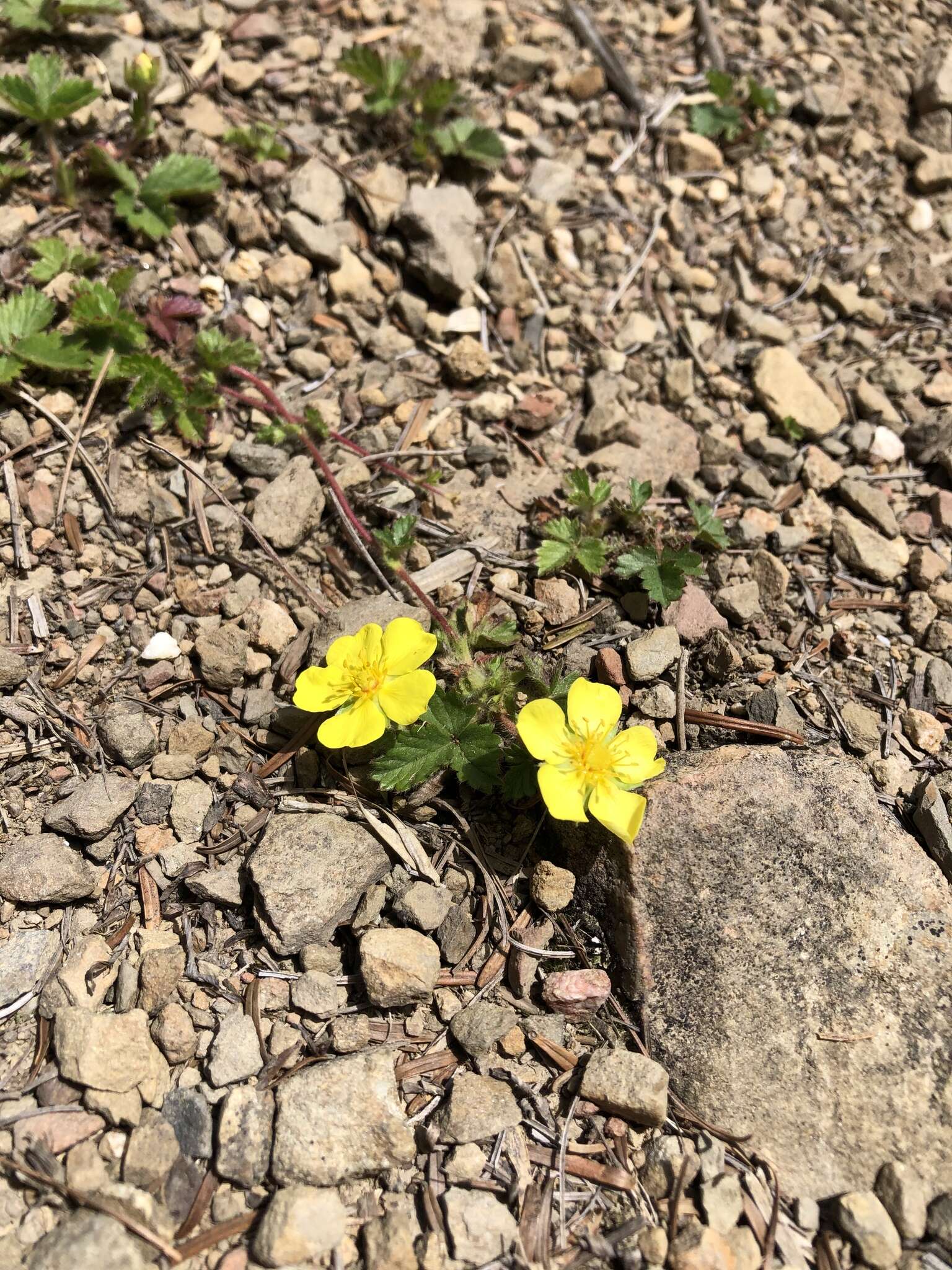 Image of Potentilla matsumurae Th. Wolf