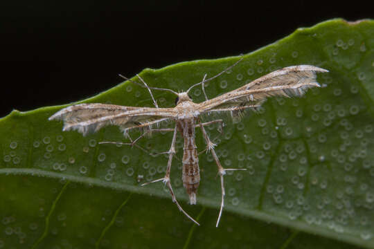 Sphenarches zanclistes (Meyrick 1905) resmi