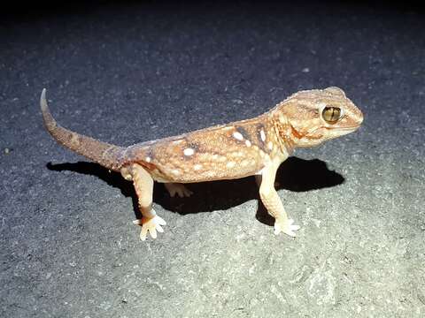 Image of Common Giant Ground Gecko