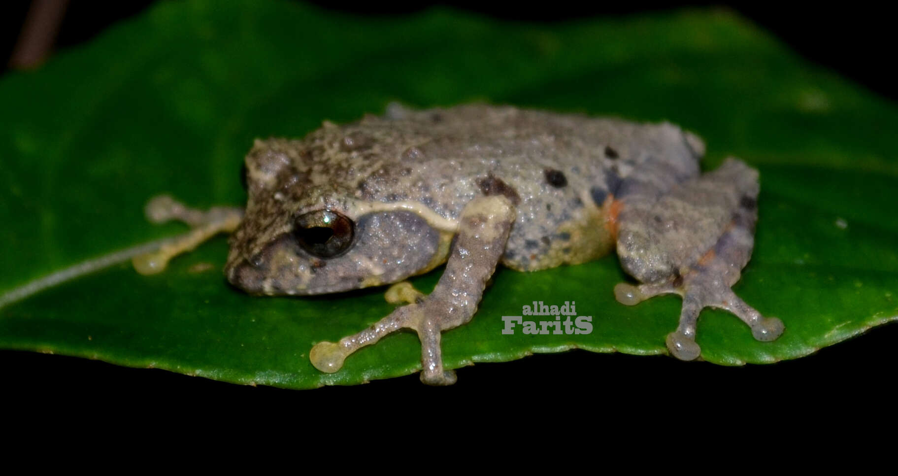 Imagem de Philautus aurifasciatus (Schlegel 1837)