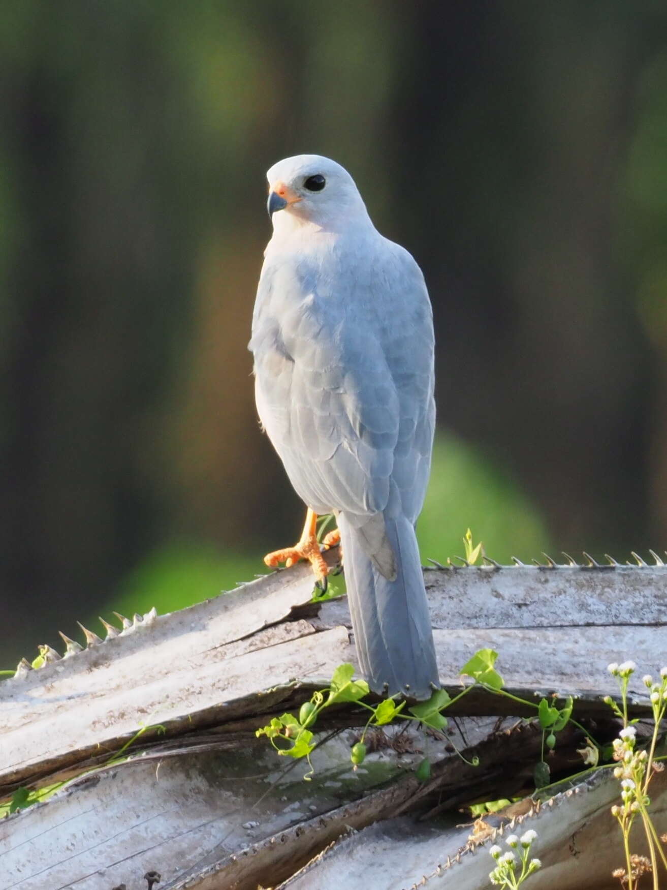 صورة Accipiter hiogaster (Müller & S 1841)