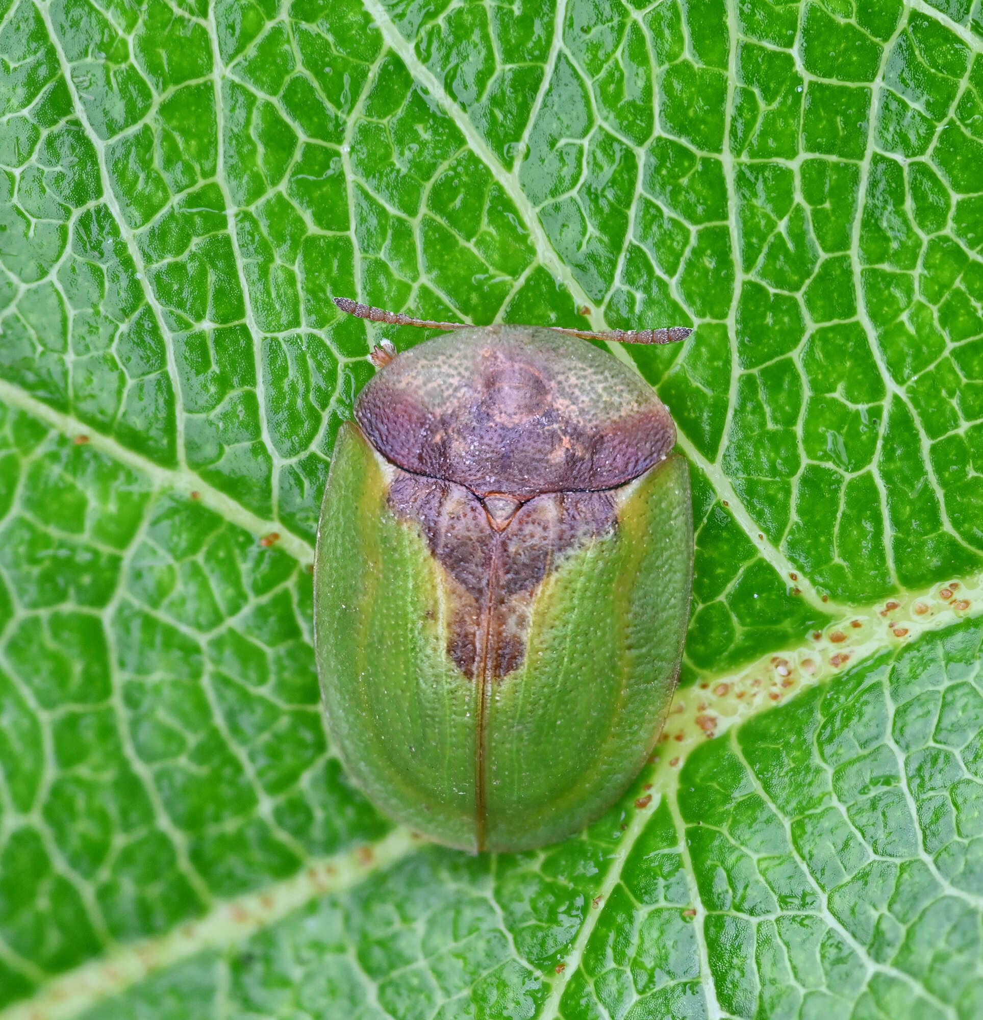 Image de Cassida (Cassida) panzeri Weise 1907