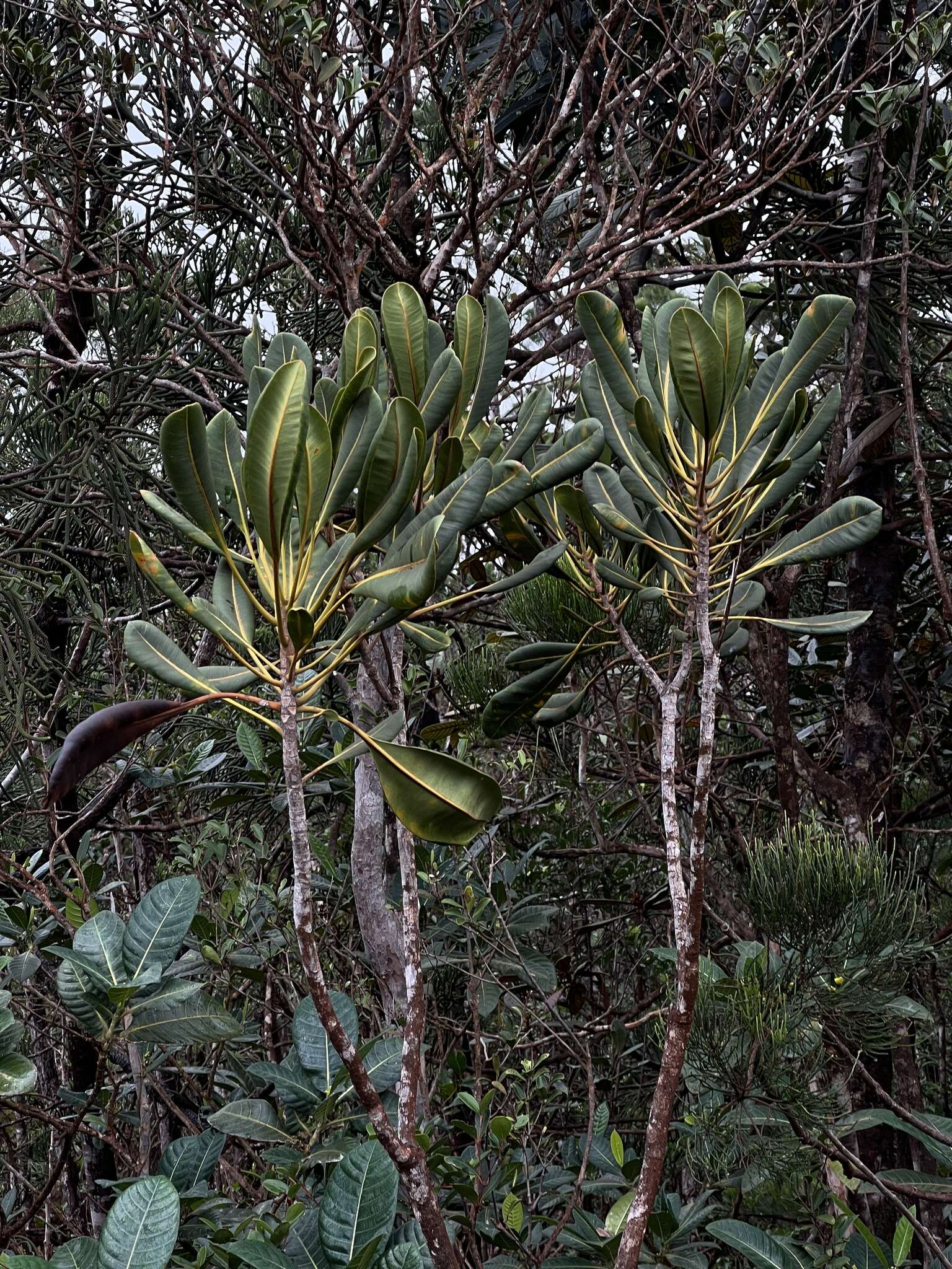 Image of Myodocarpus crassifolius Dubard & R. Vig.