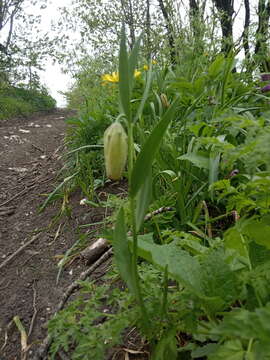 Image of Fritillaria lagodechiana Kharkev.