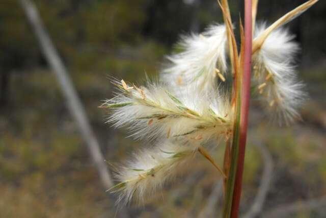 Sivun Cymbopogon obtectus S. T. Blake kuva