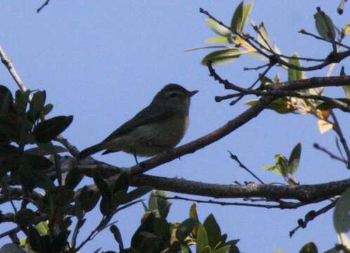 Image of Warbling Vireo