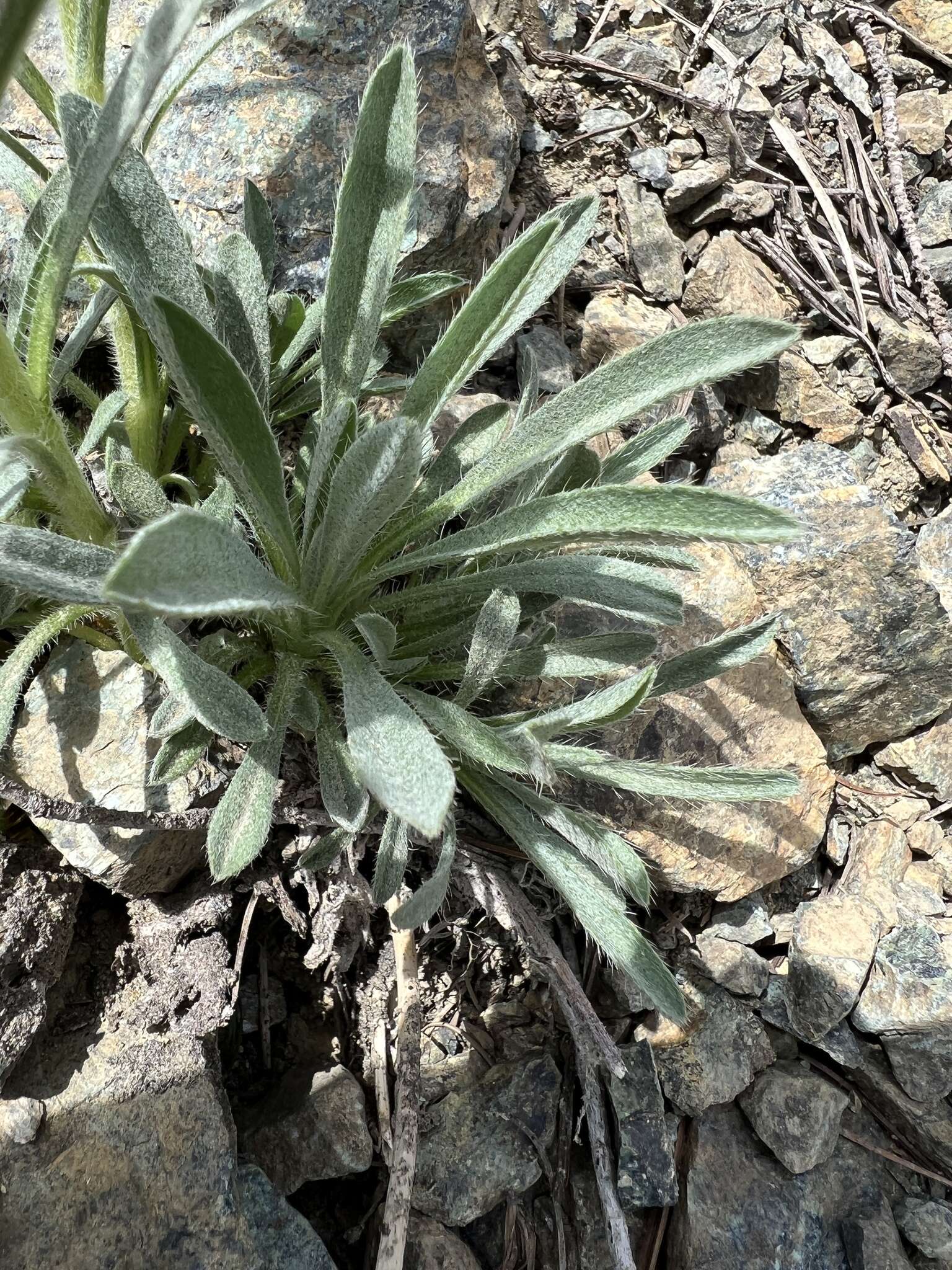 Image de Oreocarya thompsonii (I. M. Johnst.) Abrams