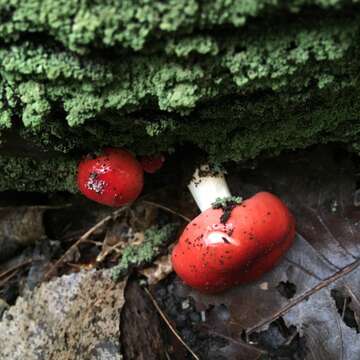 Image of Russula silvicola Shaffer 1975