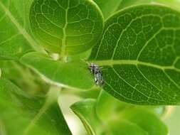 Clematostigma maculiceps (Enderlein 1903) resmi