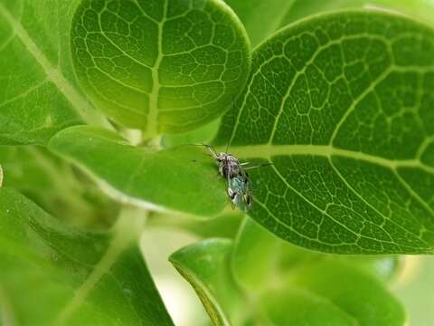 Clematostigma resmi