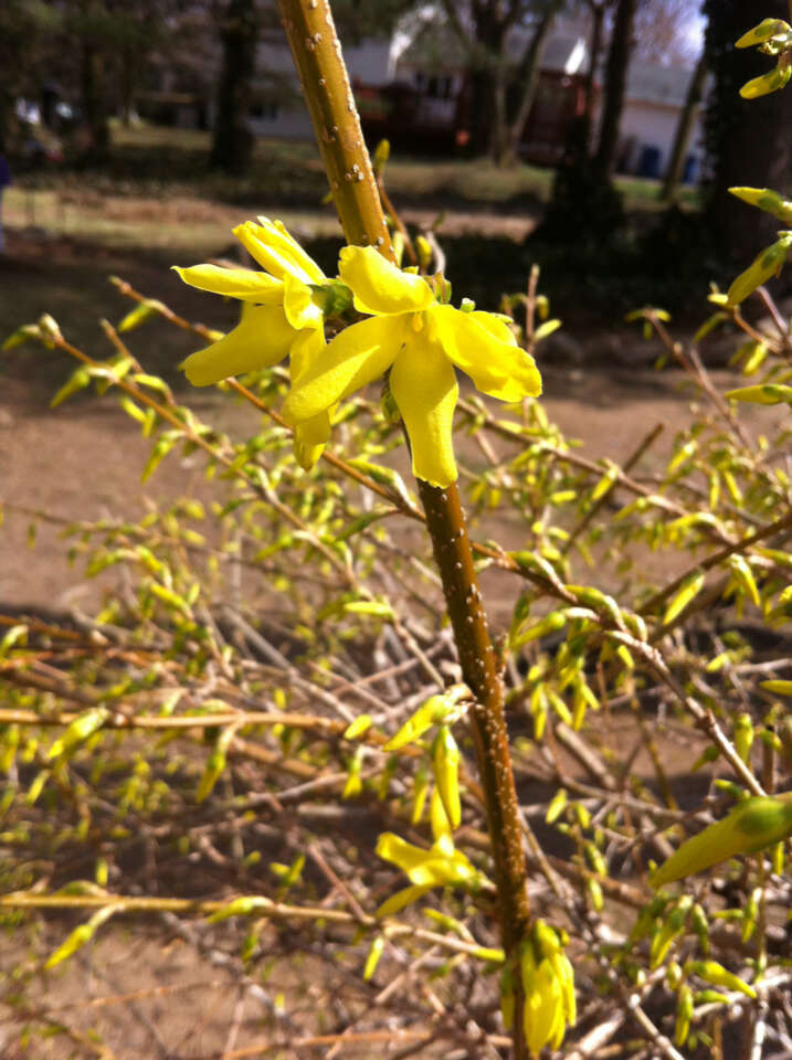 Image de Forsythia intermedia Zabel