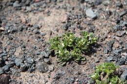 Imagem de Myosotis involucrata Stev.