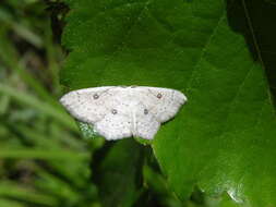 صورة Cyclophora albipunctata Hüfnagel 1767