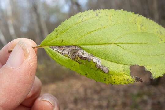 صورة Stigmella rhamnicola (Braun 1916) Newton et al. 1982