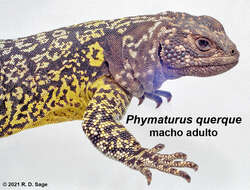 Image of Phymaturus querque Lobo, Abdala & Valdecantos 2010