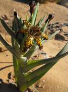 Image of Ferraria schaeferi Dinter