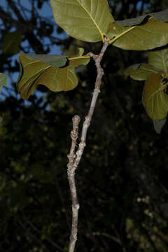 Imagem de Quercus radiata Trel.