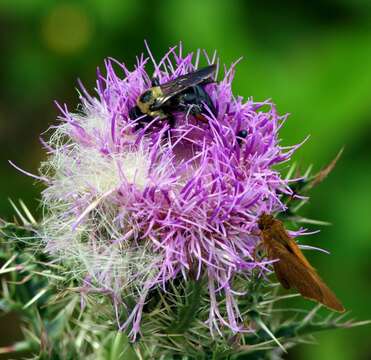 Imagem de Xylocopa virginica krombeini Hurd 1961