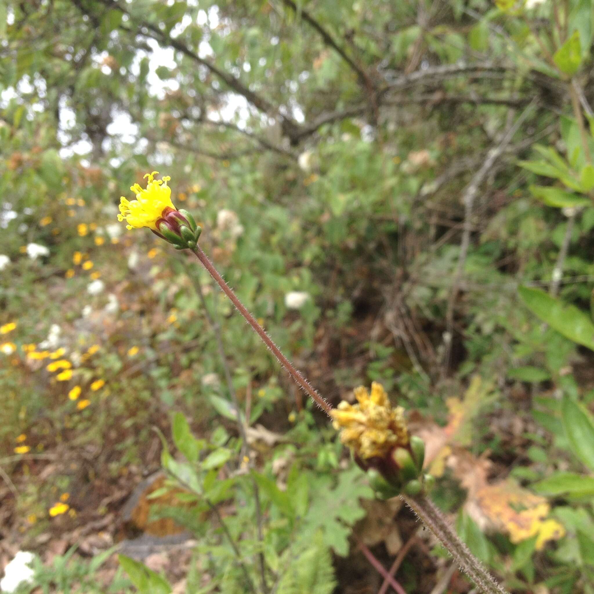 Sivun Tridax brachylepis Hemsl. kuva