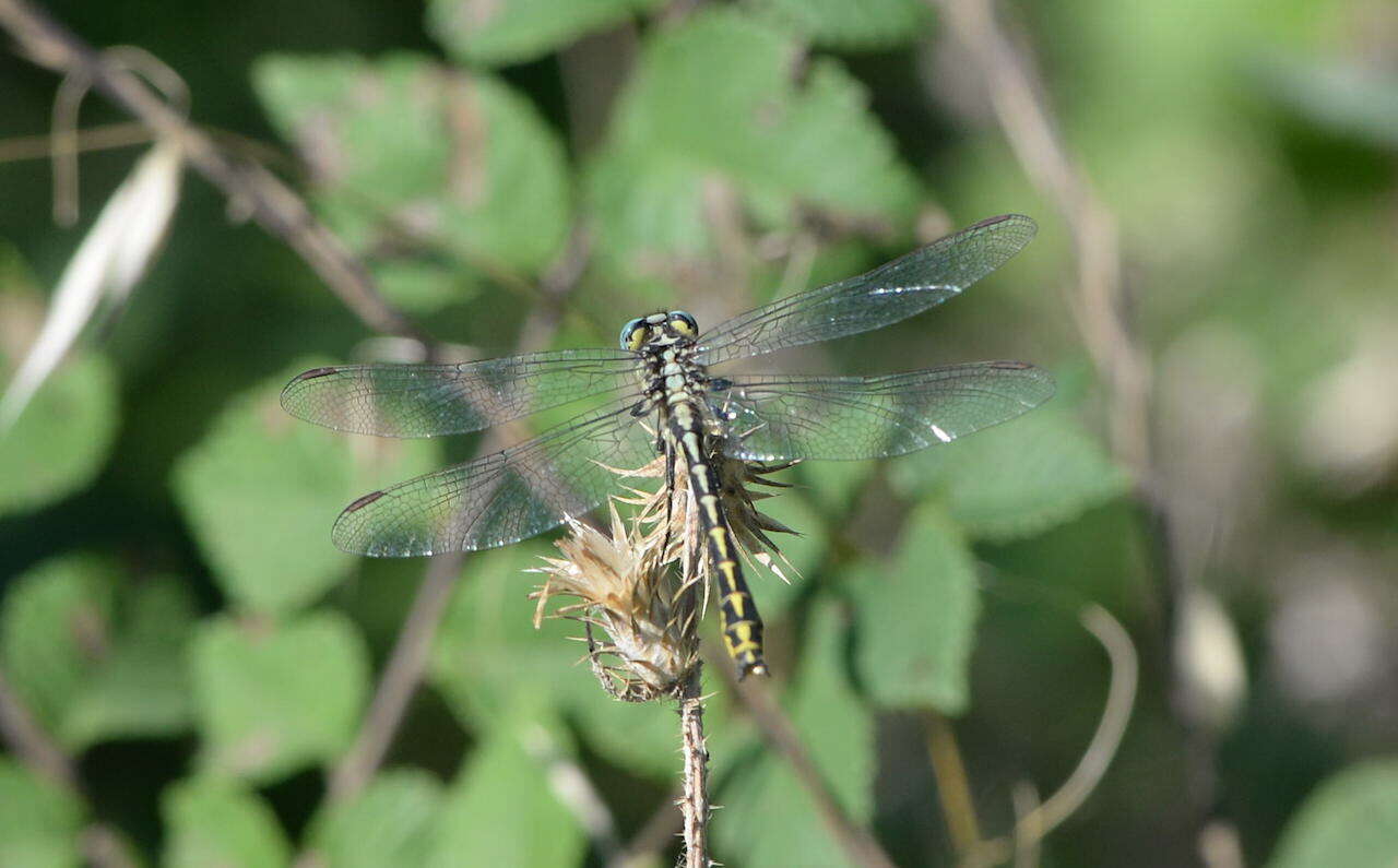 Image of Pronged Clubtail