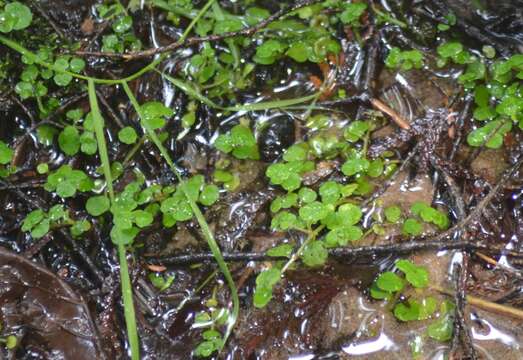 Image of American golden saxifrage