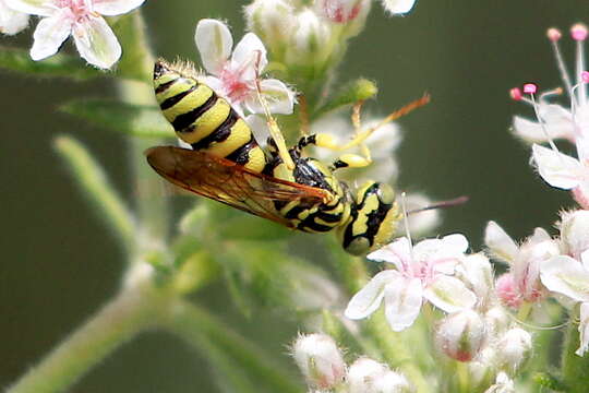 Plancia ëd Philanthus multimaculatus Cameron 1891