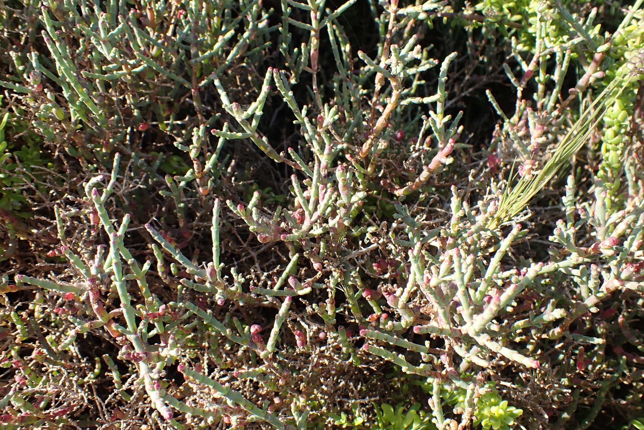 Image of Salicornia pillansii (Moss) Piirainen & G. Kadereit