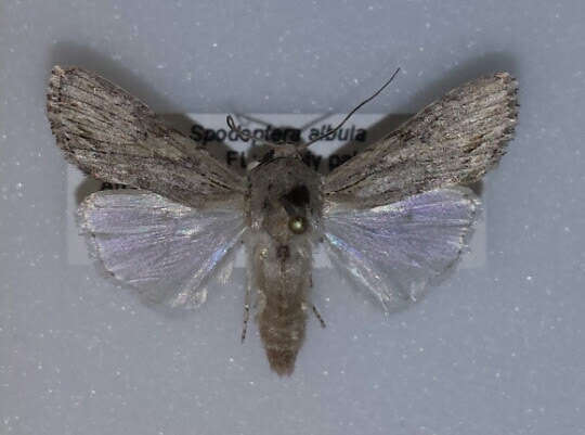 Image of Gray-streaked Armywom Moth