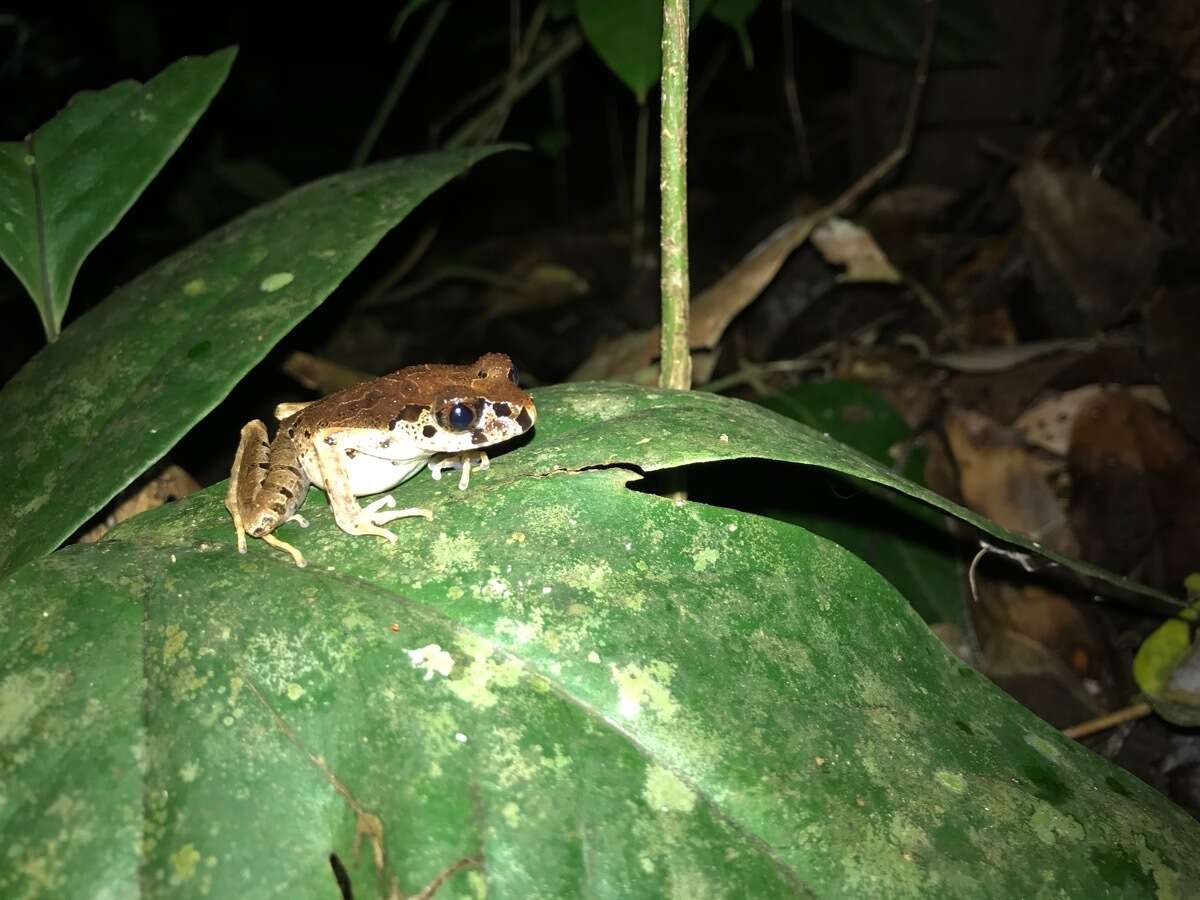 Image of Leptobrachella picta (Malkmus 1992)