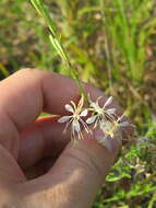 Oenothera filipes (Spach) W. L. Wagner & Hoch resmi