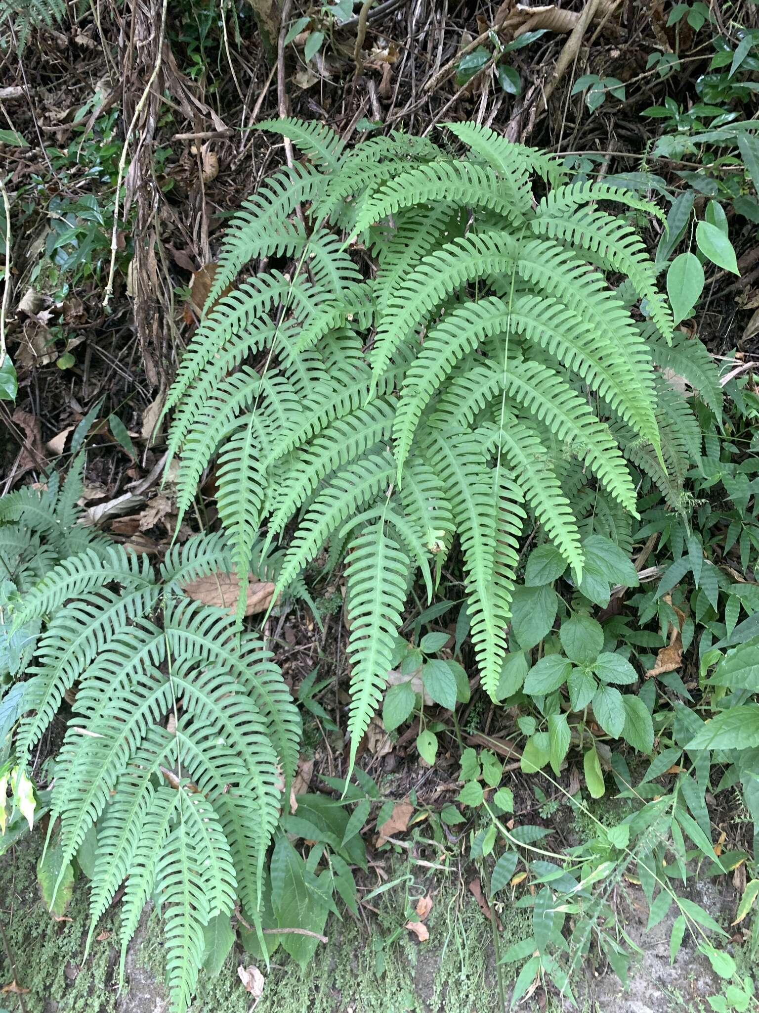 Imagem de Pteris arisanensis Tag.