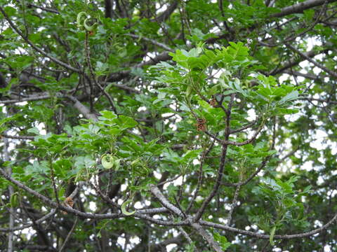 Image of American pistachio