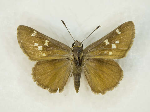 Image of Viereck?s Skipper