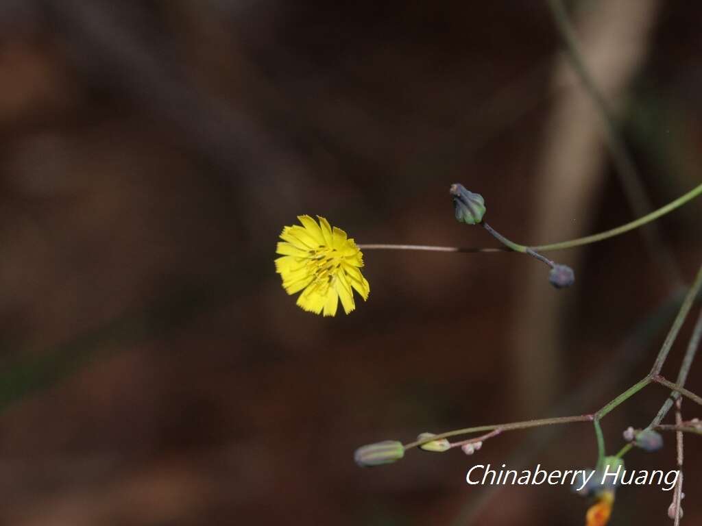 Image of Youngia japonica subsp. monticola