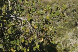 Image of Channel Island Scrub Oak