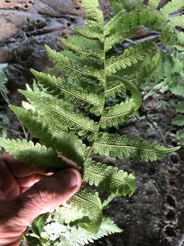 Christella quadrangularis (Fée) Holtt.的圖片