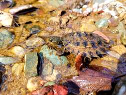 Image of White Throated Snapping Turtle