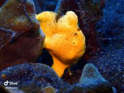 Image of Painted frogfish