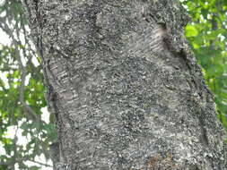 Image of paper birch