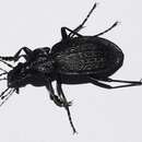 Image of Carabus (Macrothorax) rugosus boeticus A. Deyrolle 1852