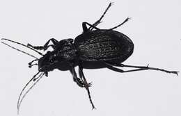 Image of Carabus (Macrothorax) rugosus boeticus A. Deyrolle 1852