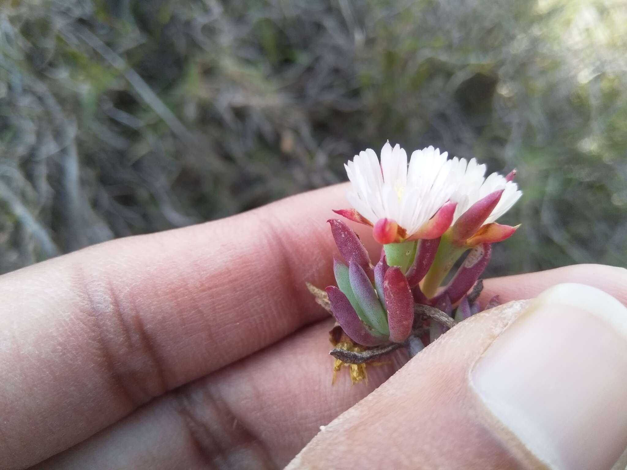 صورة Lampranthus productus (Haw.) N. E. Br.