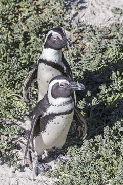 Image of African Penguin