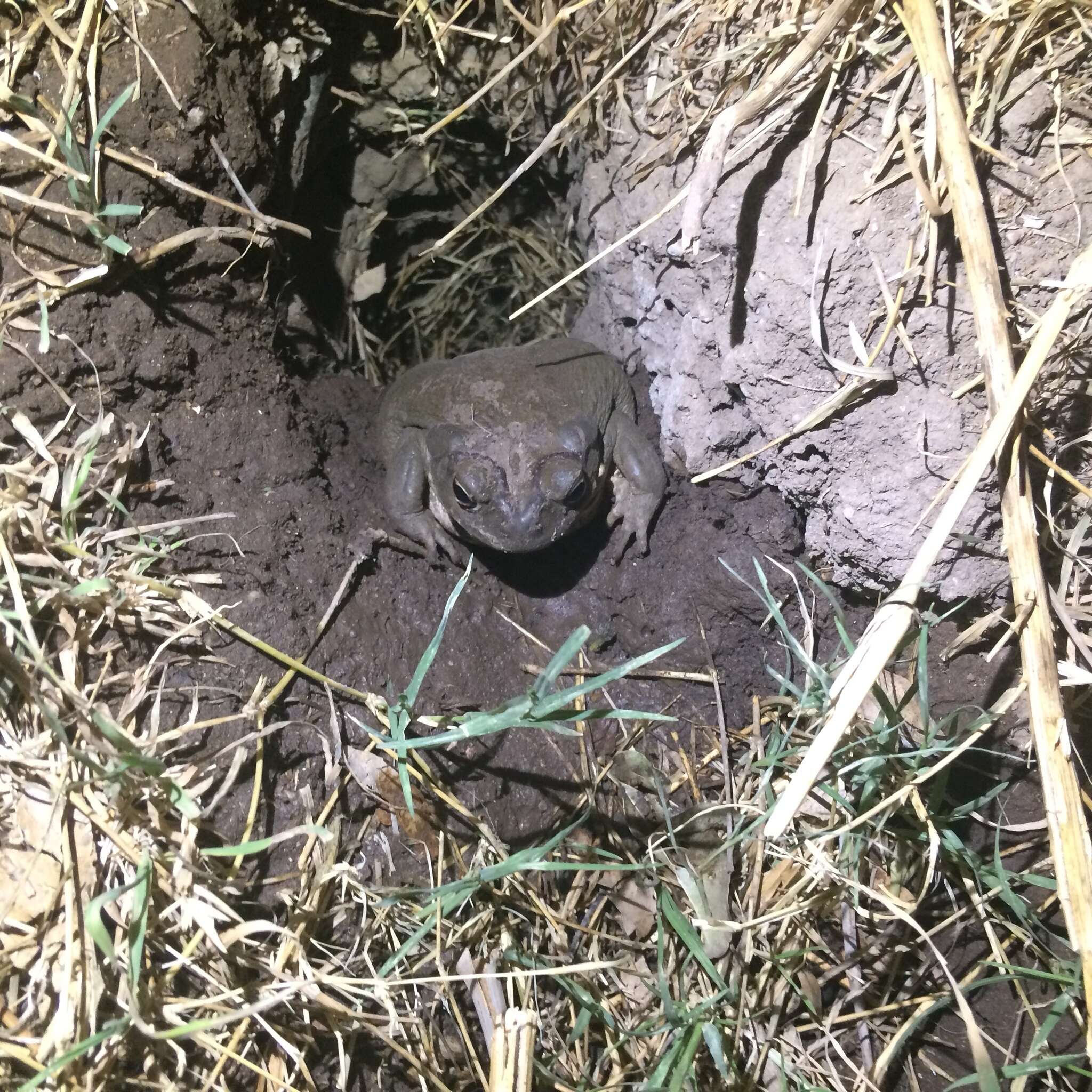 Image of Colorado River Toad Sonoran Desert Toad