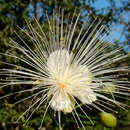 Image of Capparis moonii Wight