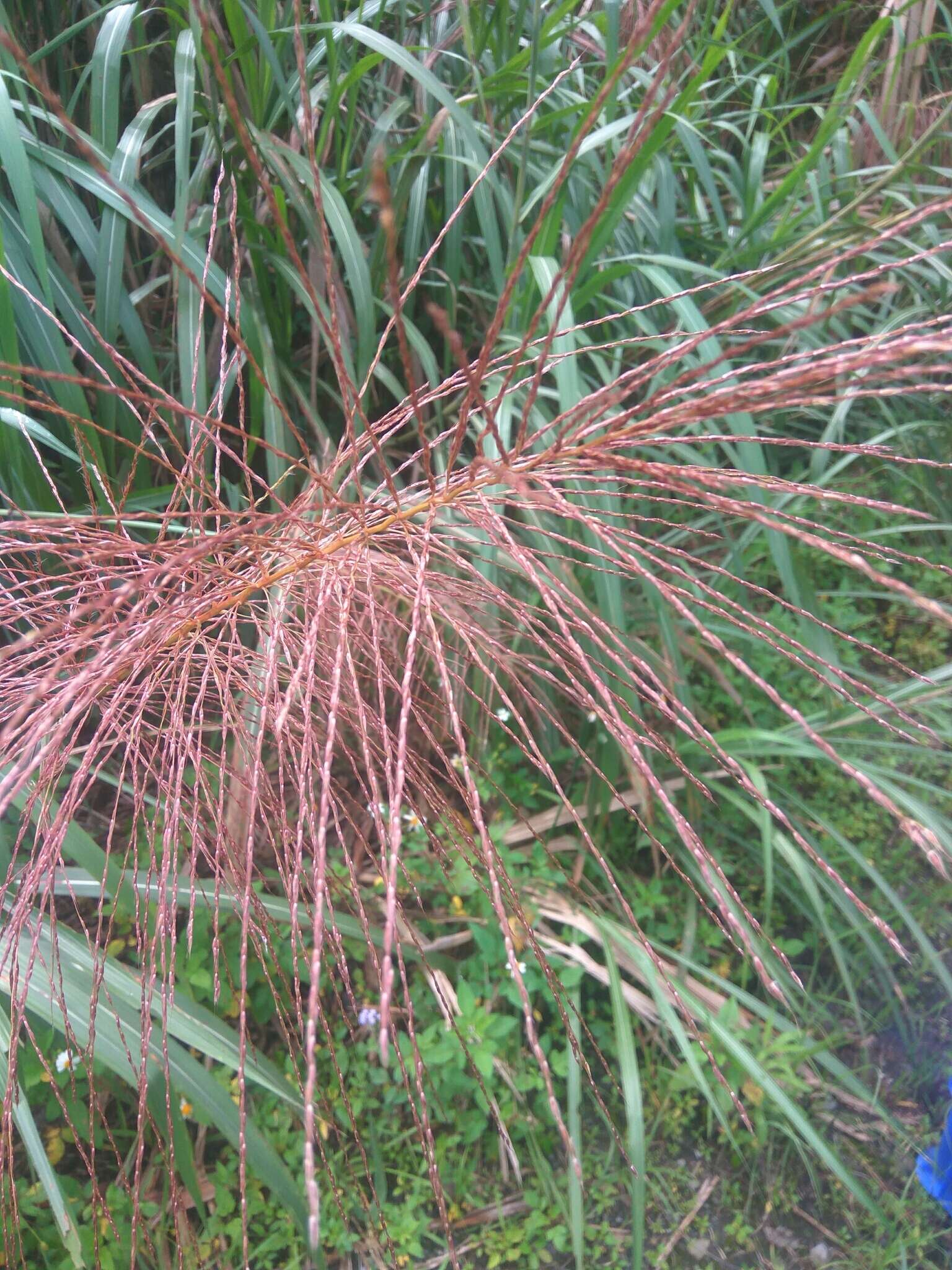 Imagem de Miscanthus floridulus (Labill.) Warb. ex K. Schum. & Lauterb.