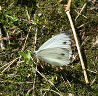 Image of Pieris dulcinea (Butler 1882)